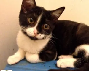 Gato raça SRD idade 2 a 6 meses nome Tassinha