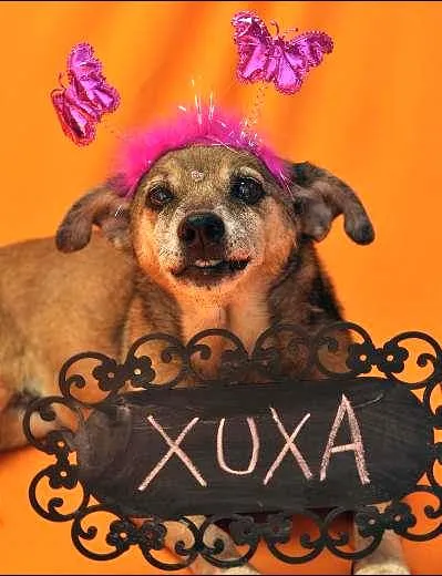 Cachorro ra a SRD idade 6 ou mais anos nome XUXA