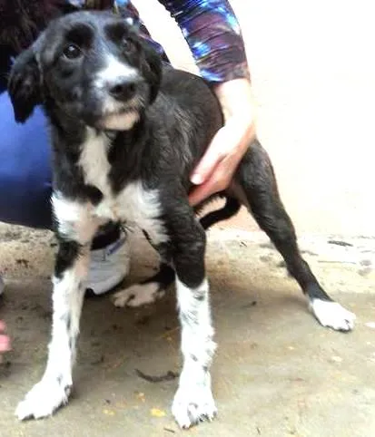 Cachorro ra a SRD idade 2 anos nome CACAU