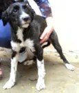 CACAU