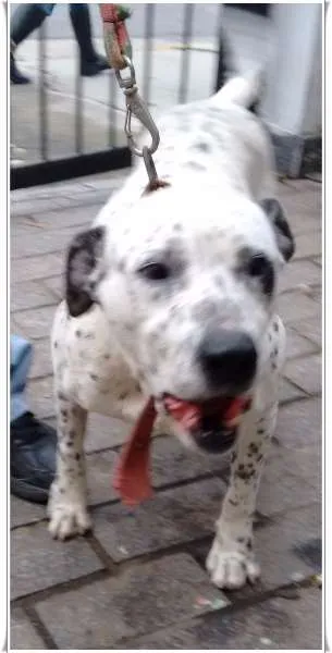 Cachorro ra a mix pitt idade 6 ou mais anos nome Garfield