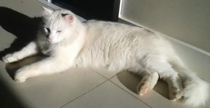 Gato ra a Vira lata idade 2 anos nome Mingau