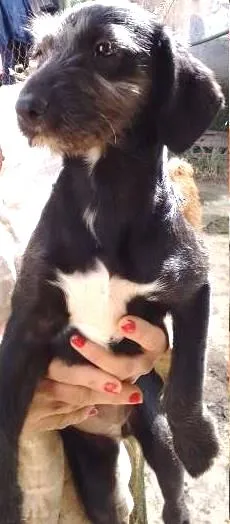 Cachorro ra a SRD idade 2 a 6 meses nome Malika