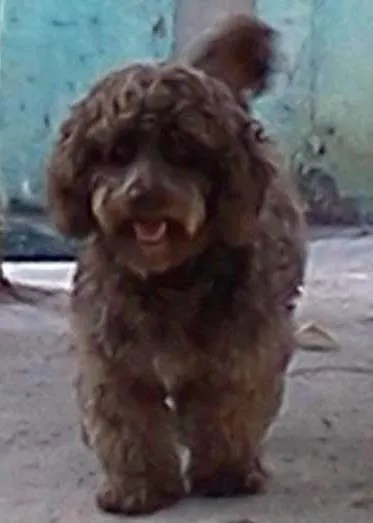 Cachorro ra a Poodle idade 6 ou mais anos nome Dobby