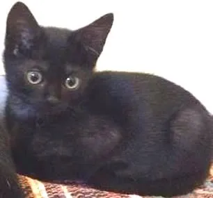 Gato ra a SRD idade 2 a 6 meses nome Faisca