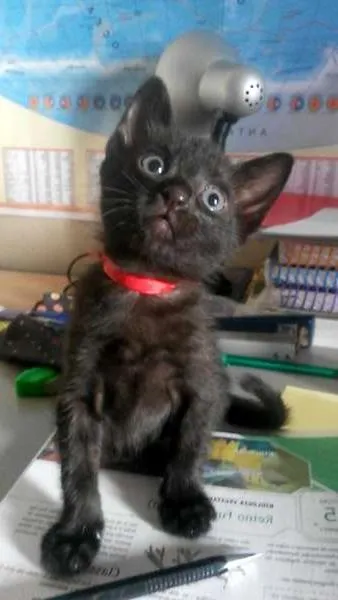 Gato ra a SRD idade 2 a 6 meses nome SCOOBY