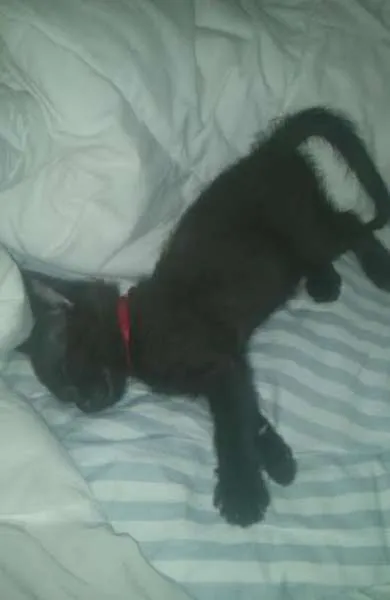 Gato ra a SRD idade 2 a 6 meses nome SCOOBY