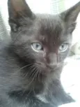 FRED