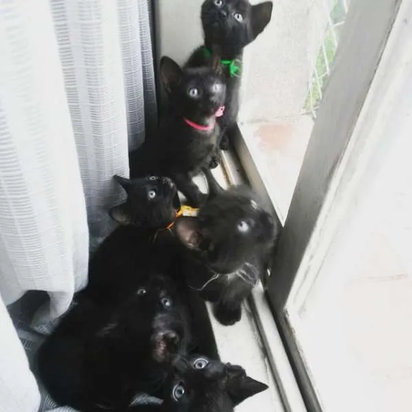 Gato ra a SRD idade 2 a 6 meses nome FRED