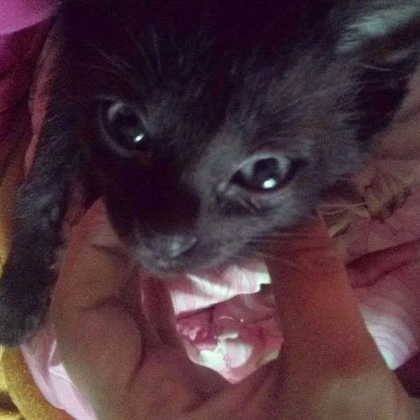 Gato ra a SRD idade 2 a 6 meses nome DAPHNE