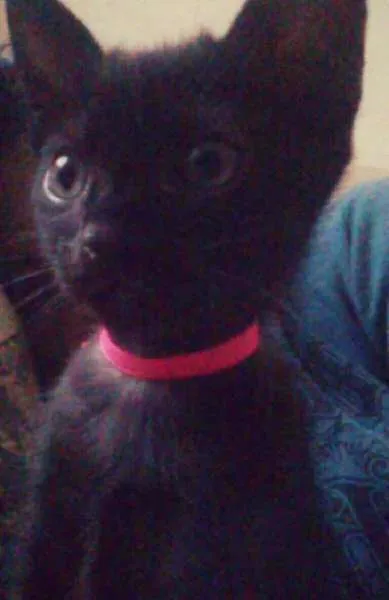 Gato ra a SRD idade 2 a 6 meses nome DAPHNE