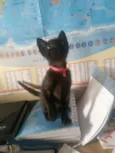 DAPHNE