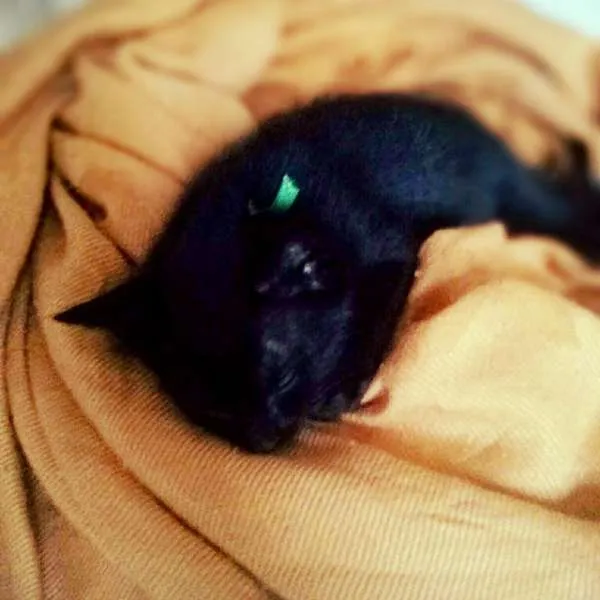 Gato ra a SRD idade 2 a 6 meses nome SALSICHA