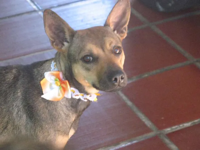 Cachorro ra a SRD idade 1 ano nome PITY