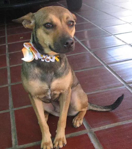 Cachorro ra a SRD idade 1 ano nome PITY