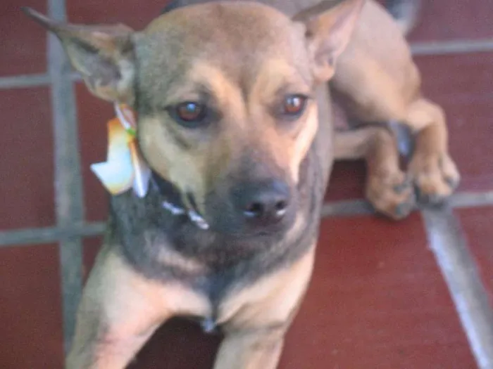 Cachorro ra a SRD idade 1 ano nome PITY