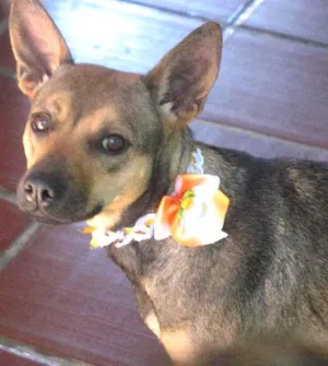 Cachorro raça SRD idade 1 ano nome PITY