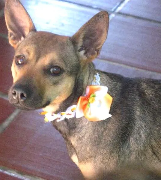 Cachorro ra a SRD idade 1 ano nome PITY
