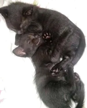 Gato raça SRD idade 2 a 6 meses nome SALSICHA