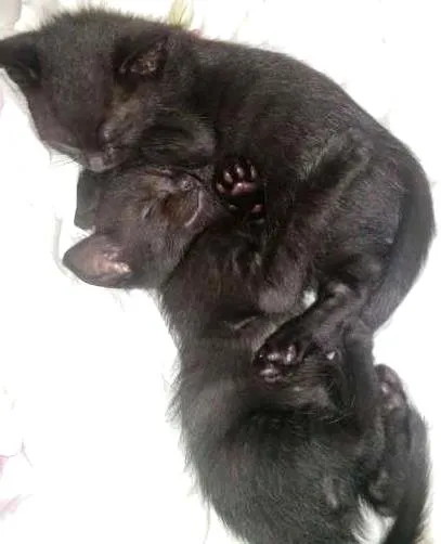 Gato ra a SRD idade 2 a 6 meses nome SALSICHA