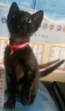 Gato raça SRD idade 2 a 6 meses nome DAPHNE