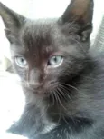FRED