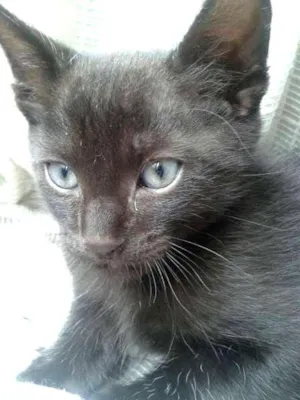 Gato raça SRD idade 2 a 6 meses nome FRED