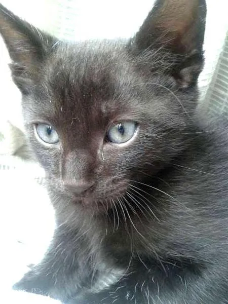 Gato ra a SRD idade 2 a 6 meses nome FRED
