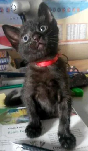 Gato ra a SRD idade 2 a 6 meses nome SCOOBY