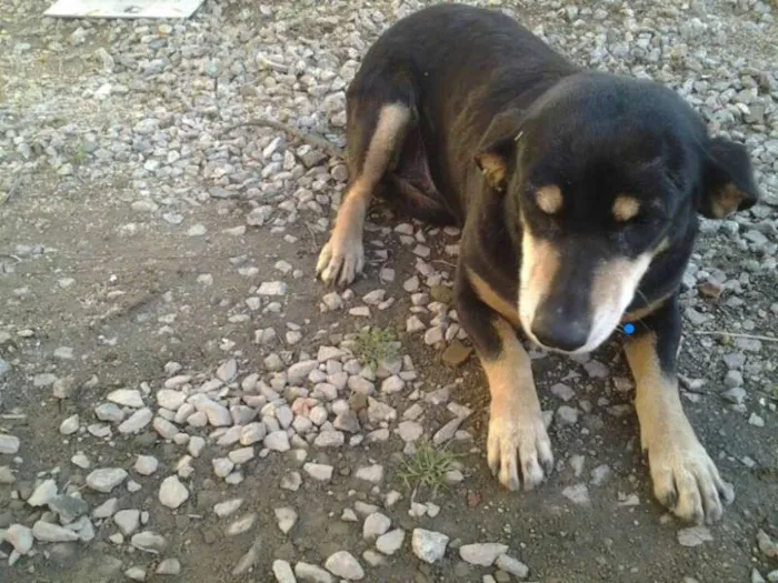 Cachorro ra a vira lata idade 5 anos nome chica