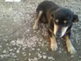 chica