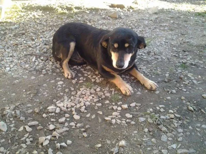 Cachorro ra a vira lata idade 5 anos nome chica