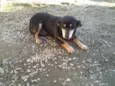 chica