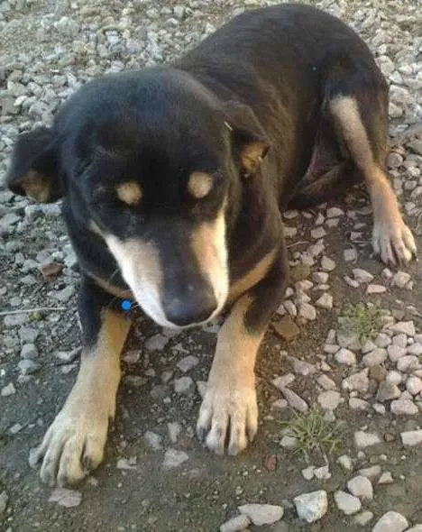 Cachorro ra a vira lata idade 5 anos nome chica
