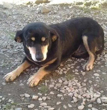 Cachorro ra a vira lata idade 5 anos nome chica