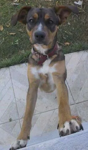 Cachorro raça mestica de biagle idade 2 a 6 meses nome Mel