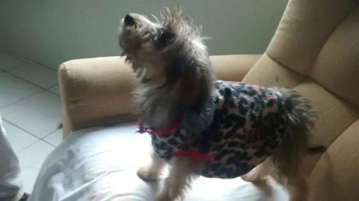 Cachorro ra a mix de york idade 2 a 6 meses nome princesa