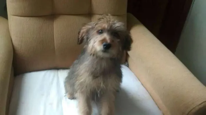 Cachorro ra a mix de york idade 2 a 6 meses nome princesa