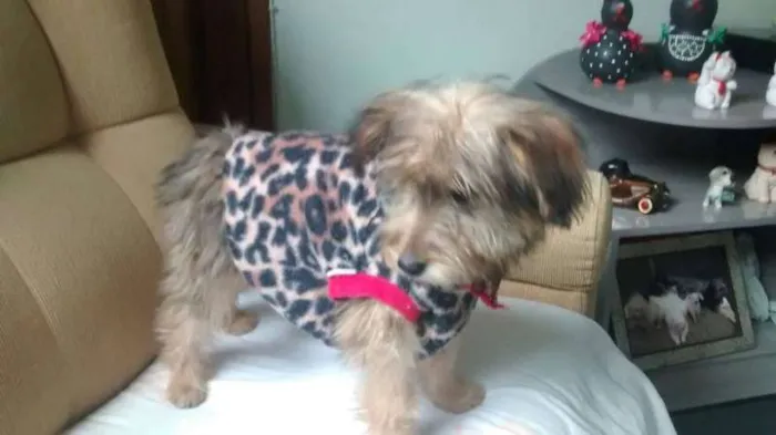 Cachorro ra a mix de york idade 2 a 6 meses nome princesa