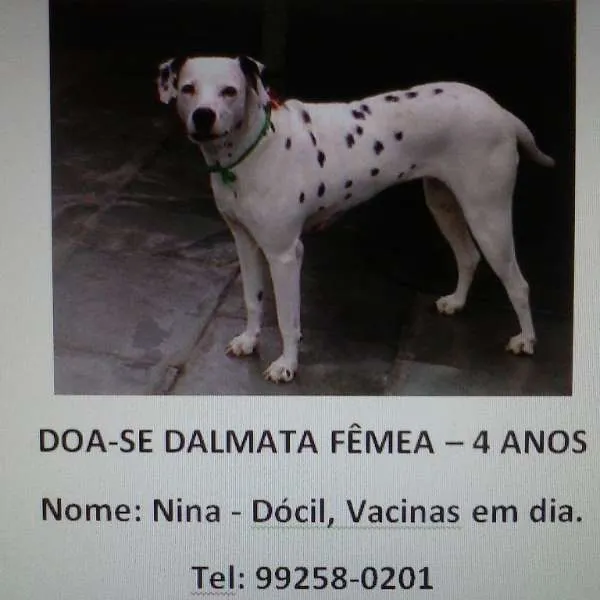 Cachorro ra a Dalmata idade 4 anos nome Nina