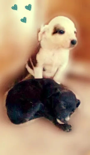 Cachorro ra a VIRA LATA idade Abaixo de 2 meses nome URGENTE FILHOTES AB