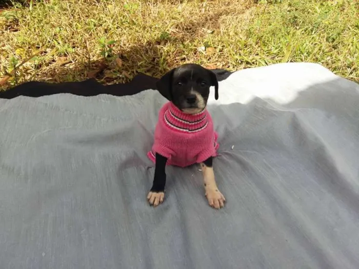 Cachorro ra a misturada idade Abaixo de 2 meses nome bbezona