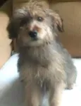 princesa