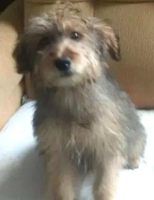 Cachorro raça mix de york idade 2 a 6 meses nome princesa