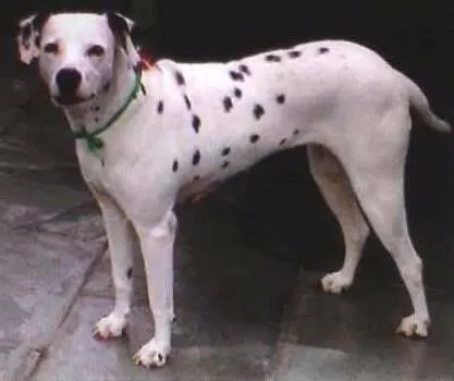 Cachorro ra a Dalmata idade 4 anos nome Nina
