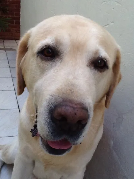 Cachorro ra a Labrador idade 6 ou mais anos nome Lord