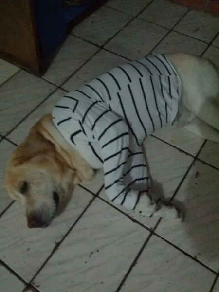 Cachorro ra a Labrador idade 6 ou mais anos nome Lord