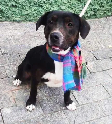 Cachorro ra a pit bull idade 2 anos nome Max