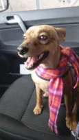 Susi