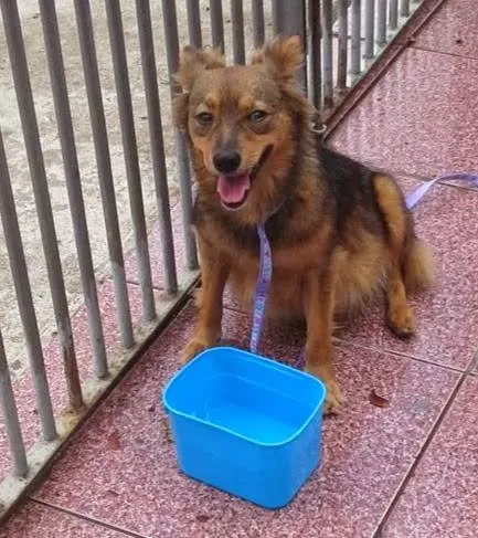Cachorro ra a SRD idade 2 anos nome Susi